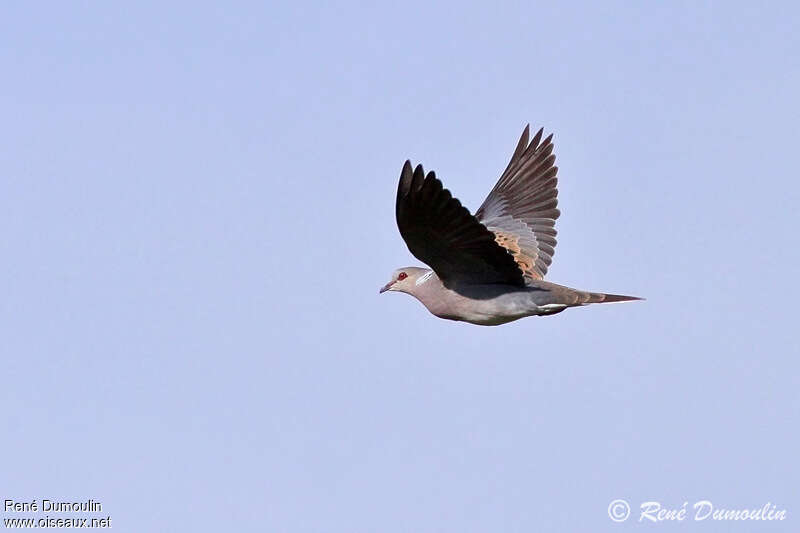 European Turtle Doveadult, Flight