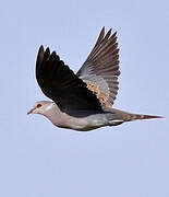 European Turtle Dove