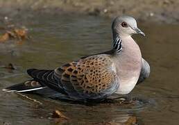 European Turtle Dove