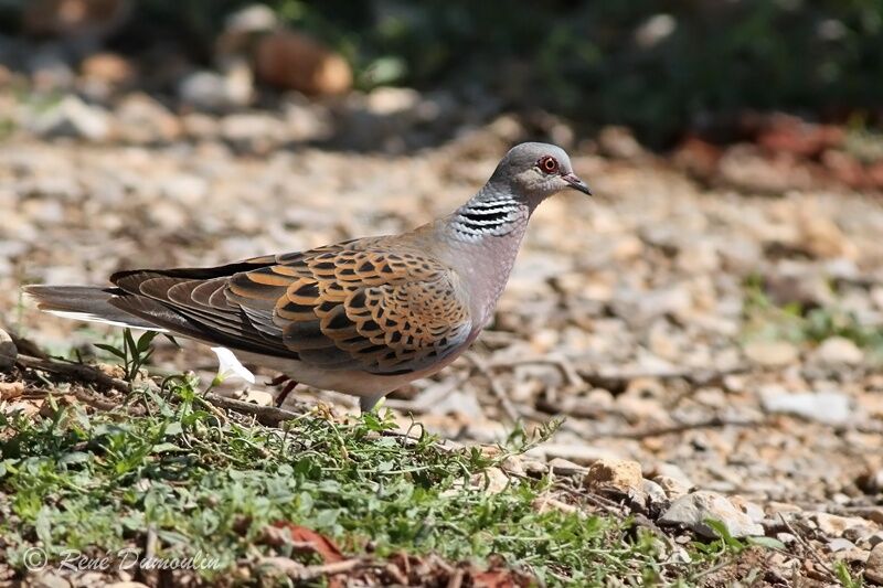 Tourterelle des bois mâle adulte, identification