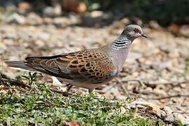 European Turtle Dove