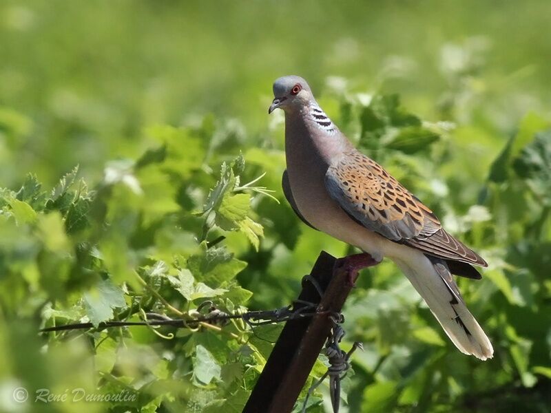 Tourterelle des bois mâle adulte, identification