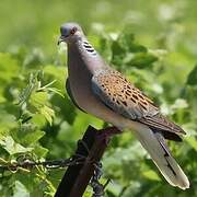 European Turtle Dove