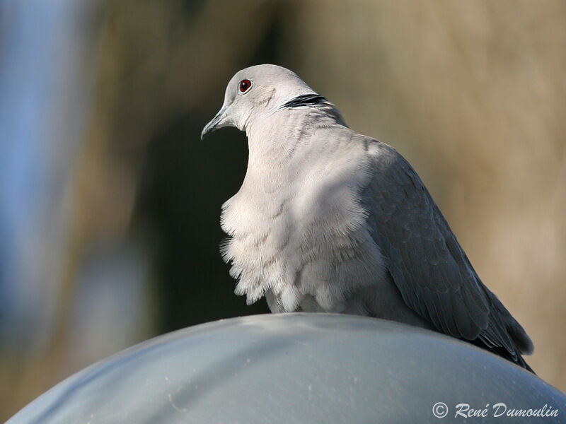 Eurasian Collared Doveadult