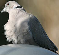 Eurasian Collared Dove