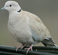 Eurasian Collared Dove