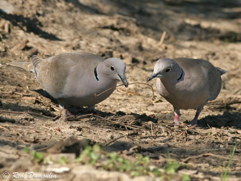 Eurasian Collared Dove 