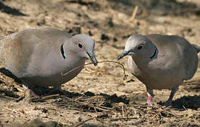 Eurasian Collared Dove