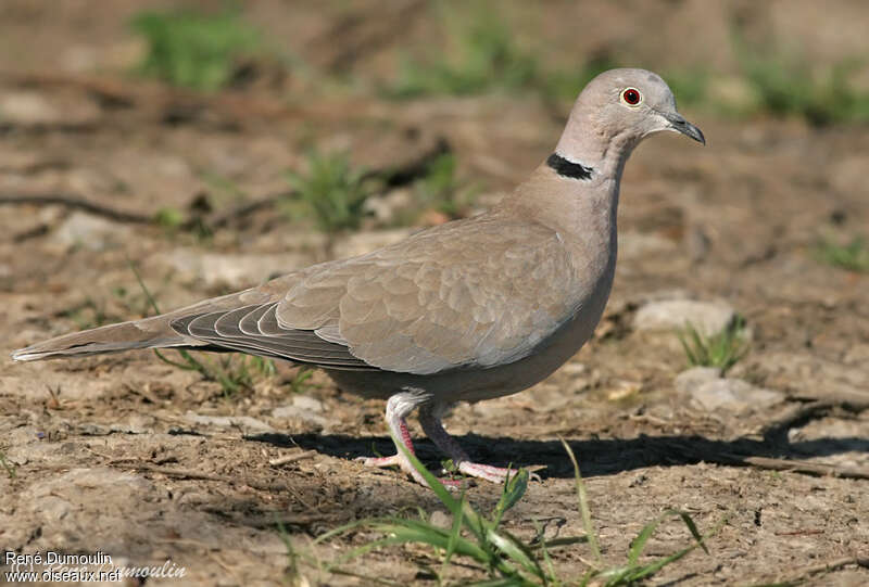 Tourterelle turqueadulte, identification