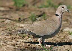 Eurasian Collared Dove