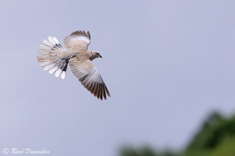 Eurasian Collared Doveadult, identification, Flight, Behaviour