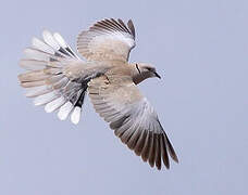 Eurasian Collared Dove