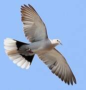 Eurasian Collared Dove