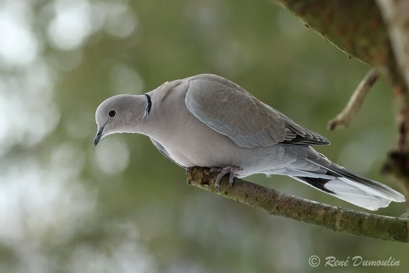 Eurasian Collared Doveadult, identification