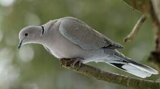 Eurasian Collared Dove