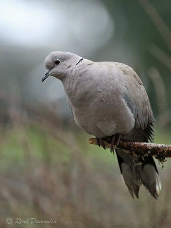 Eurasian Collared Doveadult, identification