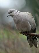 Eurasian Collared Dove