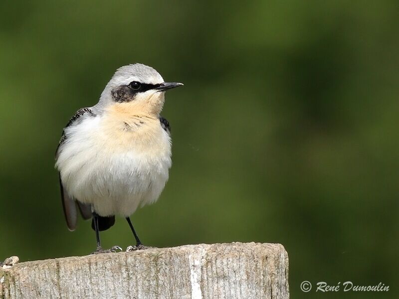 Northern Wheatear male adult breeding, identification