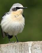 Northern Wheatear