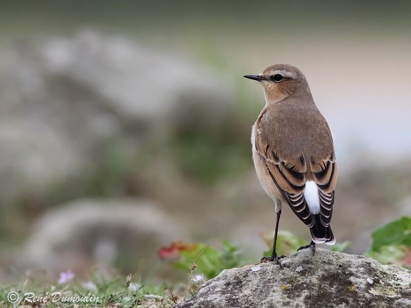 Northern Wheatear male adult post breeding, identification