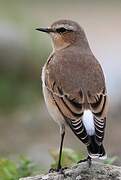 Northern Wheatear