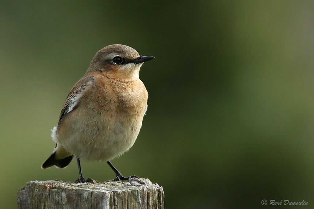 Northern Wheatear female adult transition, identification