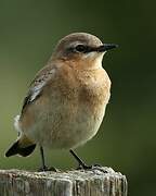 Northern Wheatear