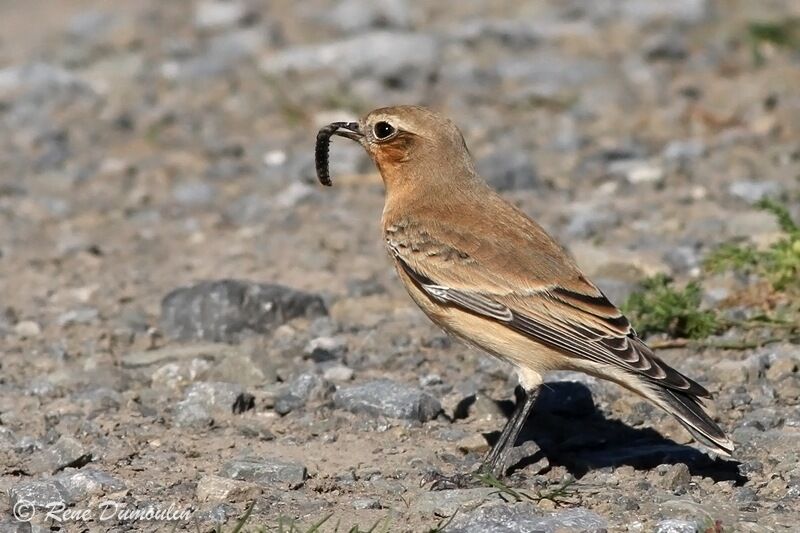 Northern Wheatear, identification