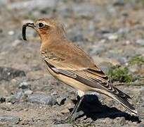 Northern Wheatear