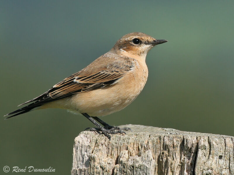 Northern Wheatear