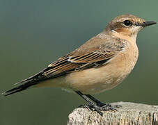 Northern Wheatear