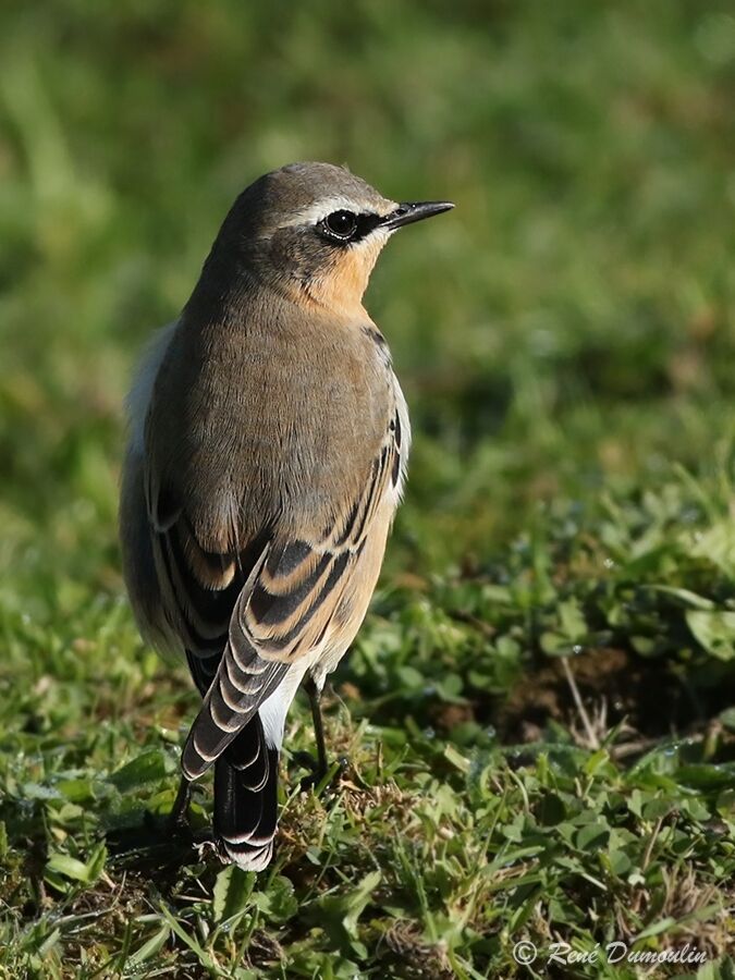 Northern Wheatear male adult transition, identification