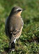 Northern Wheatear