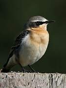 Northern Wheatear