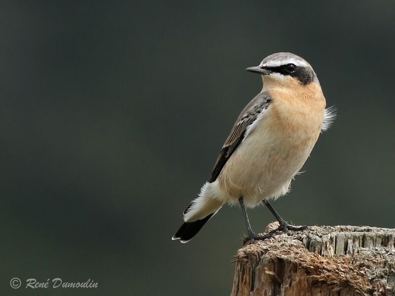 Northern Wheatear male adult breeding, identification