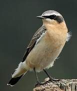 Northern Wheatear