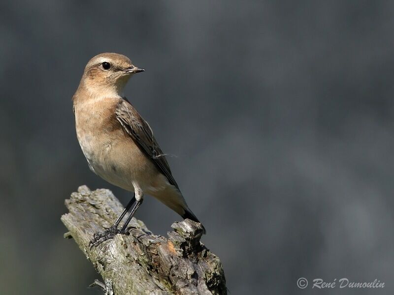 Traquet motteux, identification