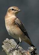 Northern Wheatear