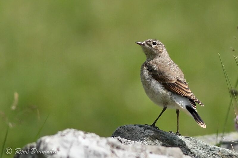 Traquet motteuxjuvénile, identification