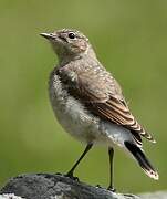 Northern Wheatear