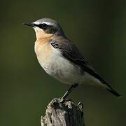 Northern Wheatear