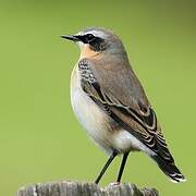 Northern Wheatear