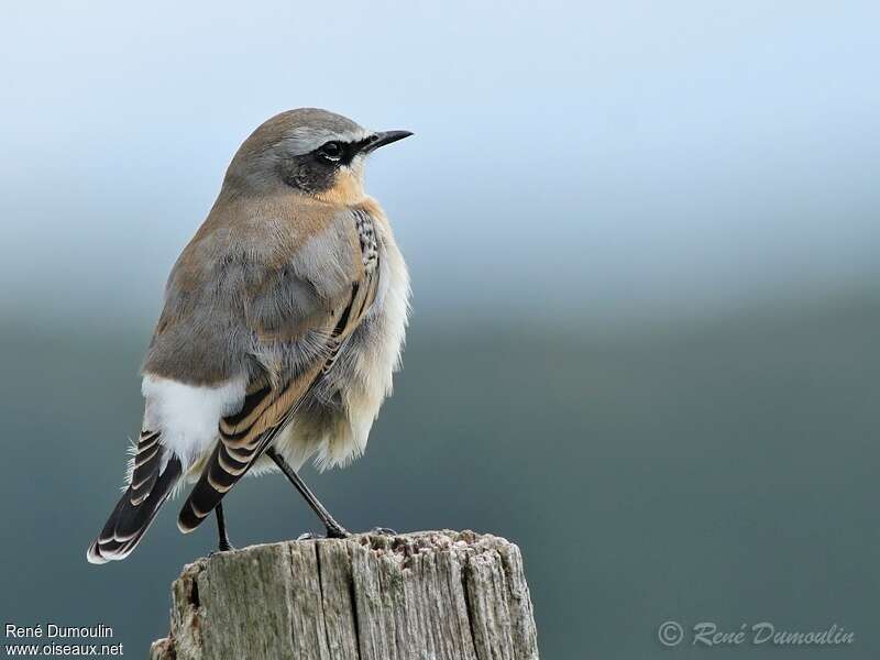 Northern Wheatear male adult post breeding, identification