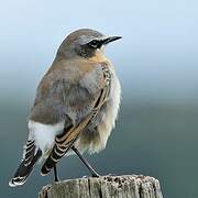 Northern Wheatear