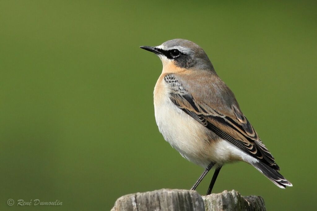 Northern Wheatear male adult transition, identification