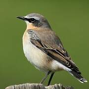 Northern Wheatear