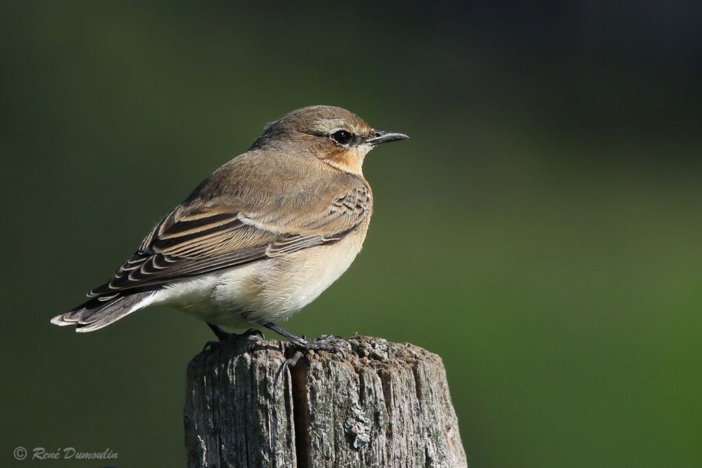 Northern Wheatear female adult transition, identification