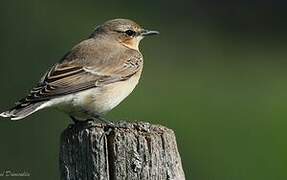 Northern Wheatear