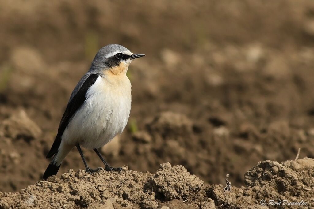 Northern Wheatear male adult breeding, identification