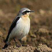 Northern Wheatear